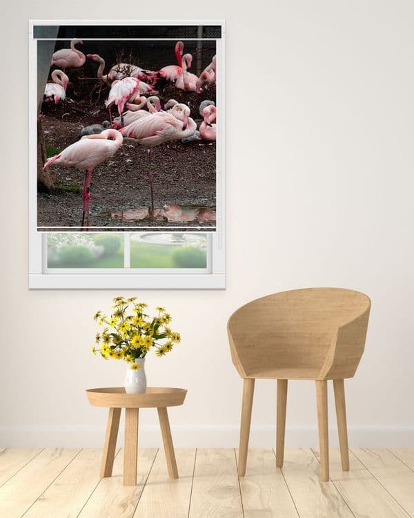 Flamingo Gathering