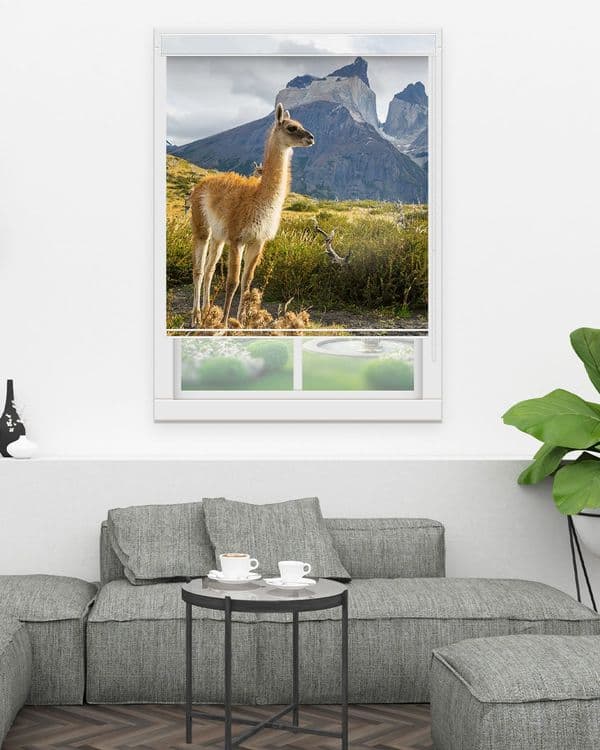 Highland Giraffe