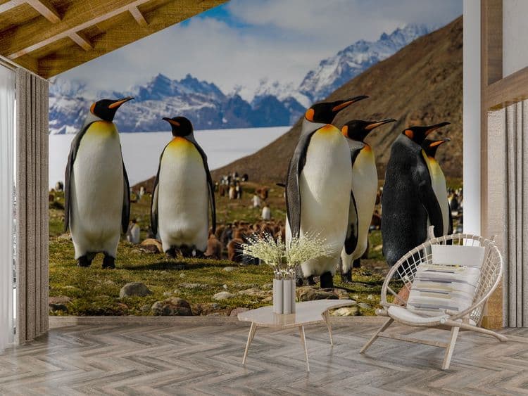 Mountain Penguins