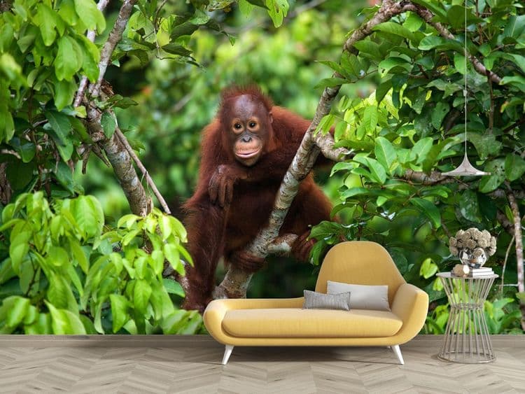 Jungle Orangutan
