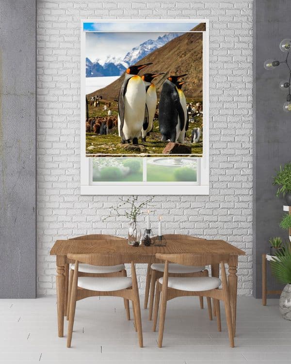 Penguin Colony