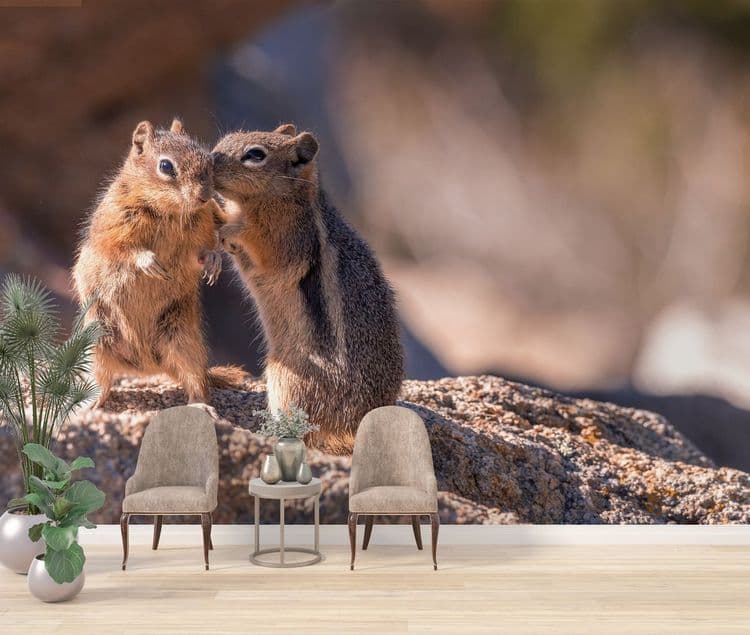 Wildlife Squirrel