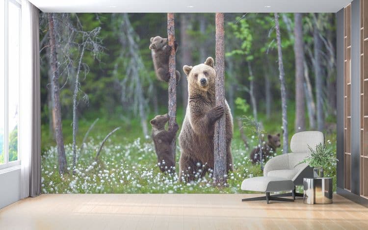 Bear in the Woods